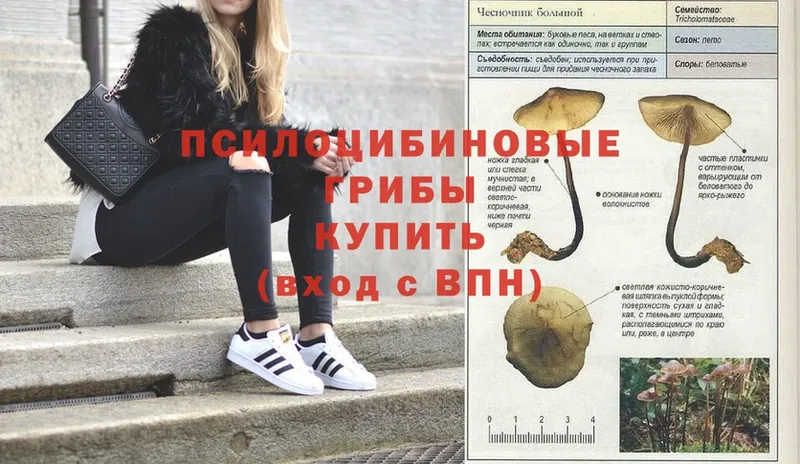 купить  сайты  Горячий Ключ  Галлюциногенные грибы Cubensis 